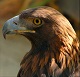 Aquila